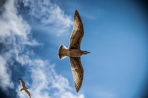 A seagull soars through the sky