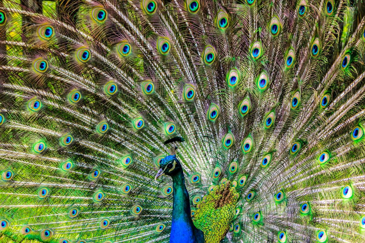 A peacock with a loose tail.