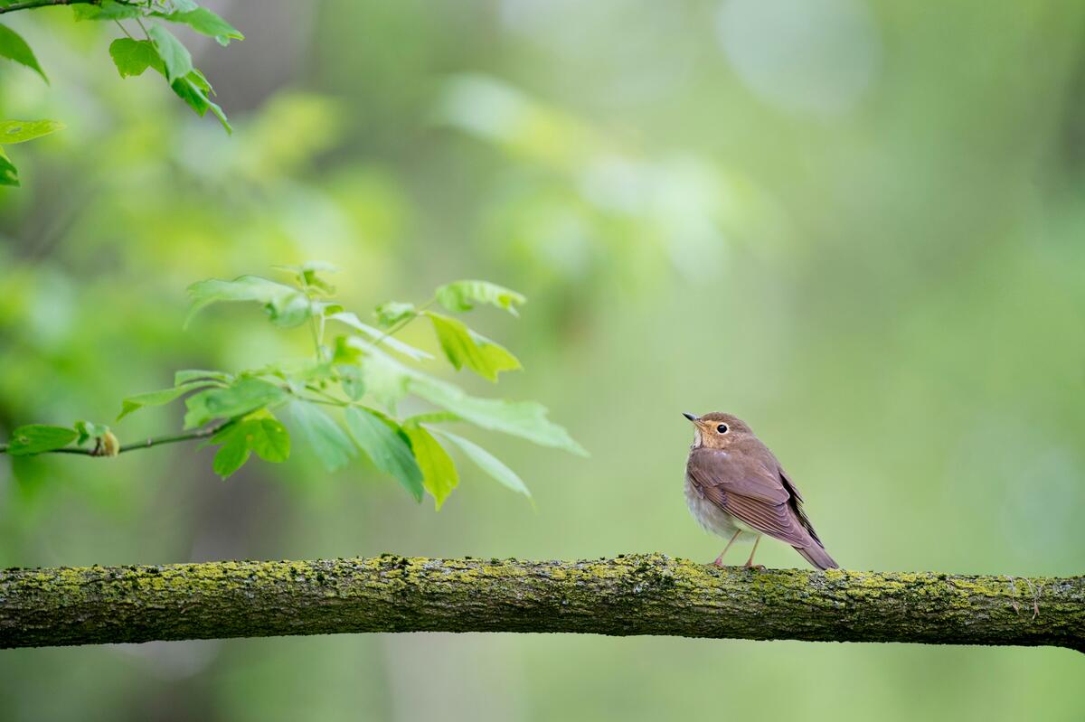 Птичка мухоловка старого света сидит на ветви дерева