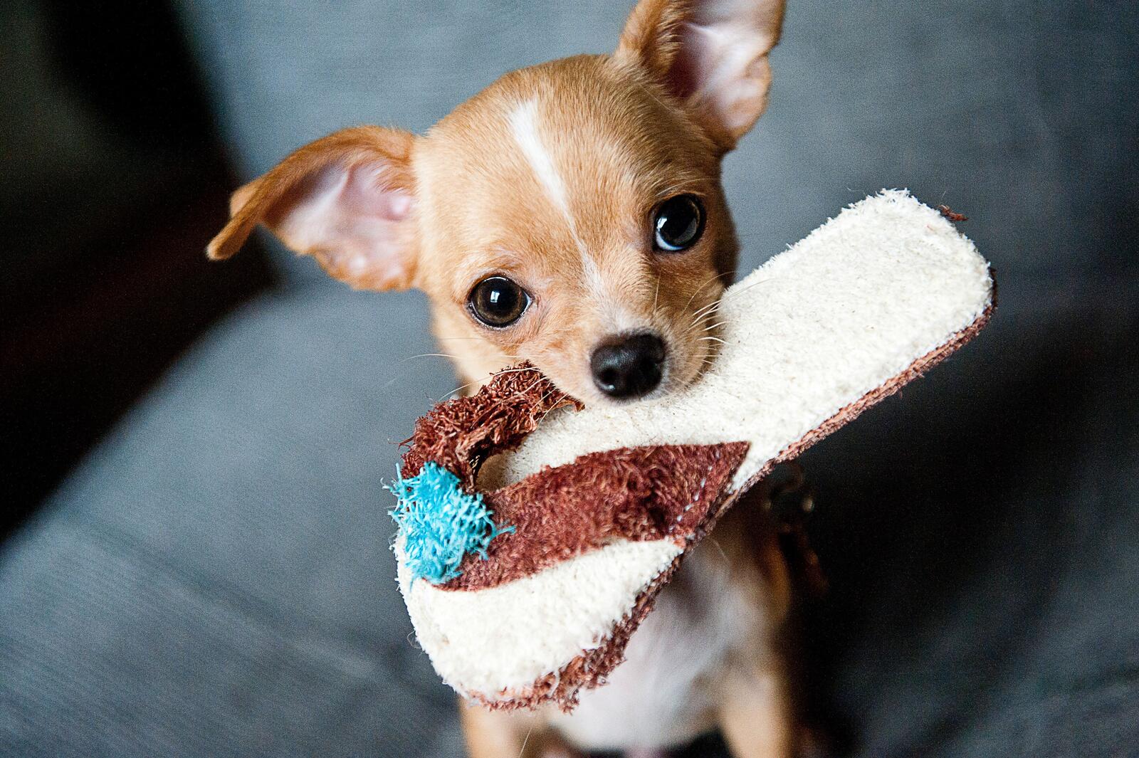 Free photo Little puppy brings slippers