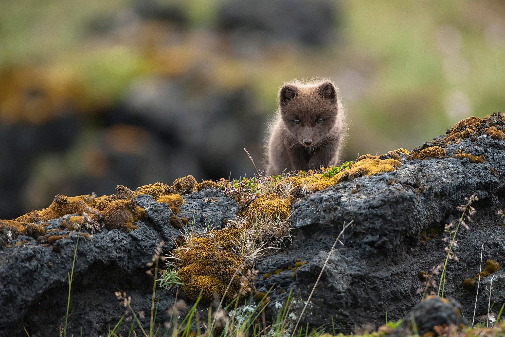 An Arctic fox hiding behind a rock