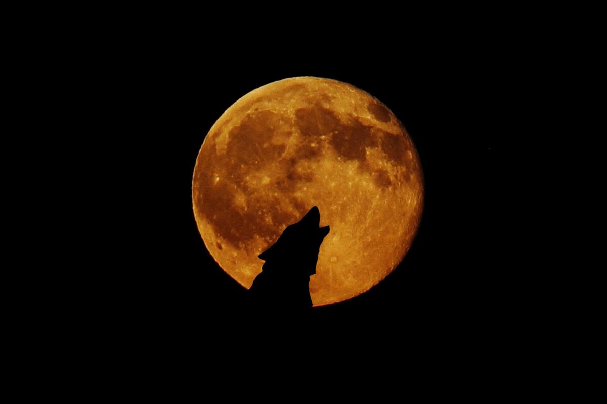 The silhouette of a wolf against the yellow moon.
