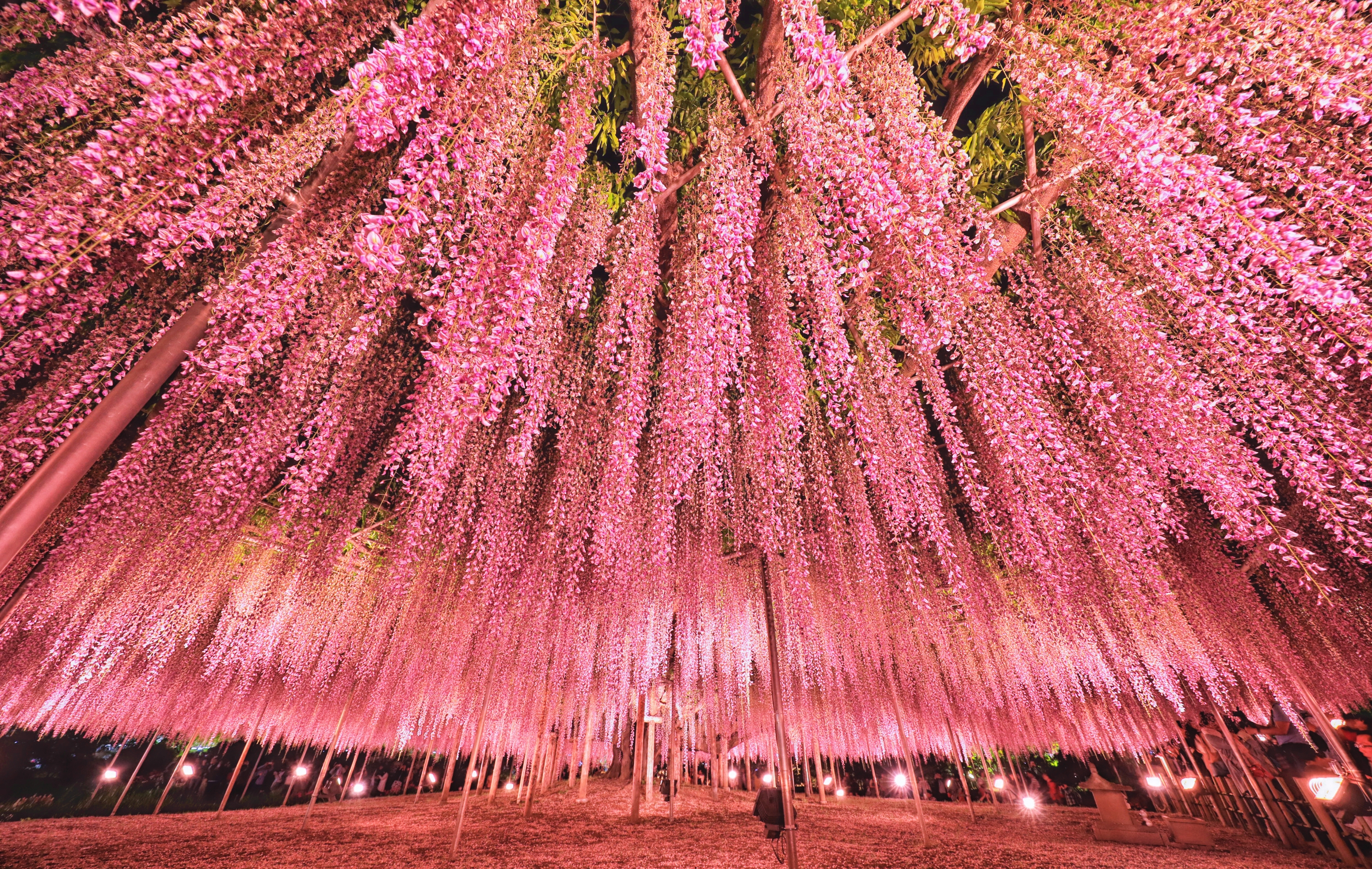 Фото бесплатно Япония Токио, розовое дерево, wisteria festival