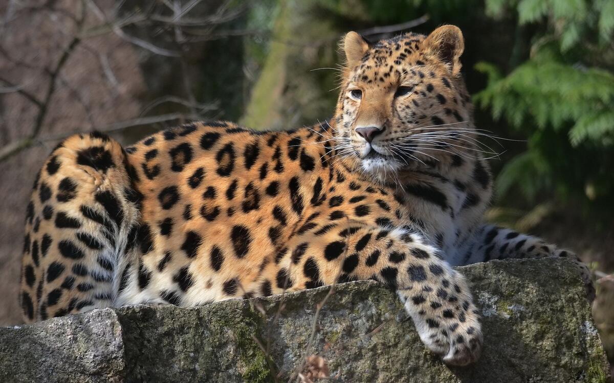Леопард отдыхает на камне