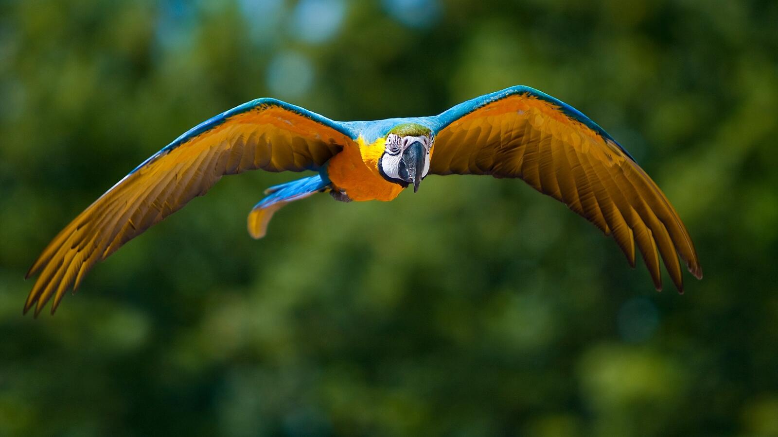 Free photo Flying parrot