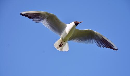 A seagull with wings spread in the sky