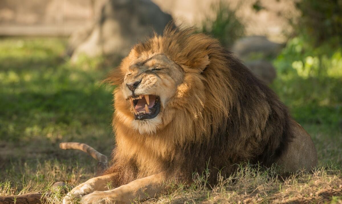 An old lion roars lying on the grass.