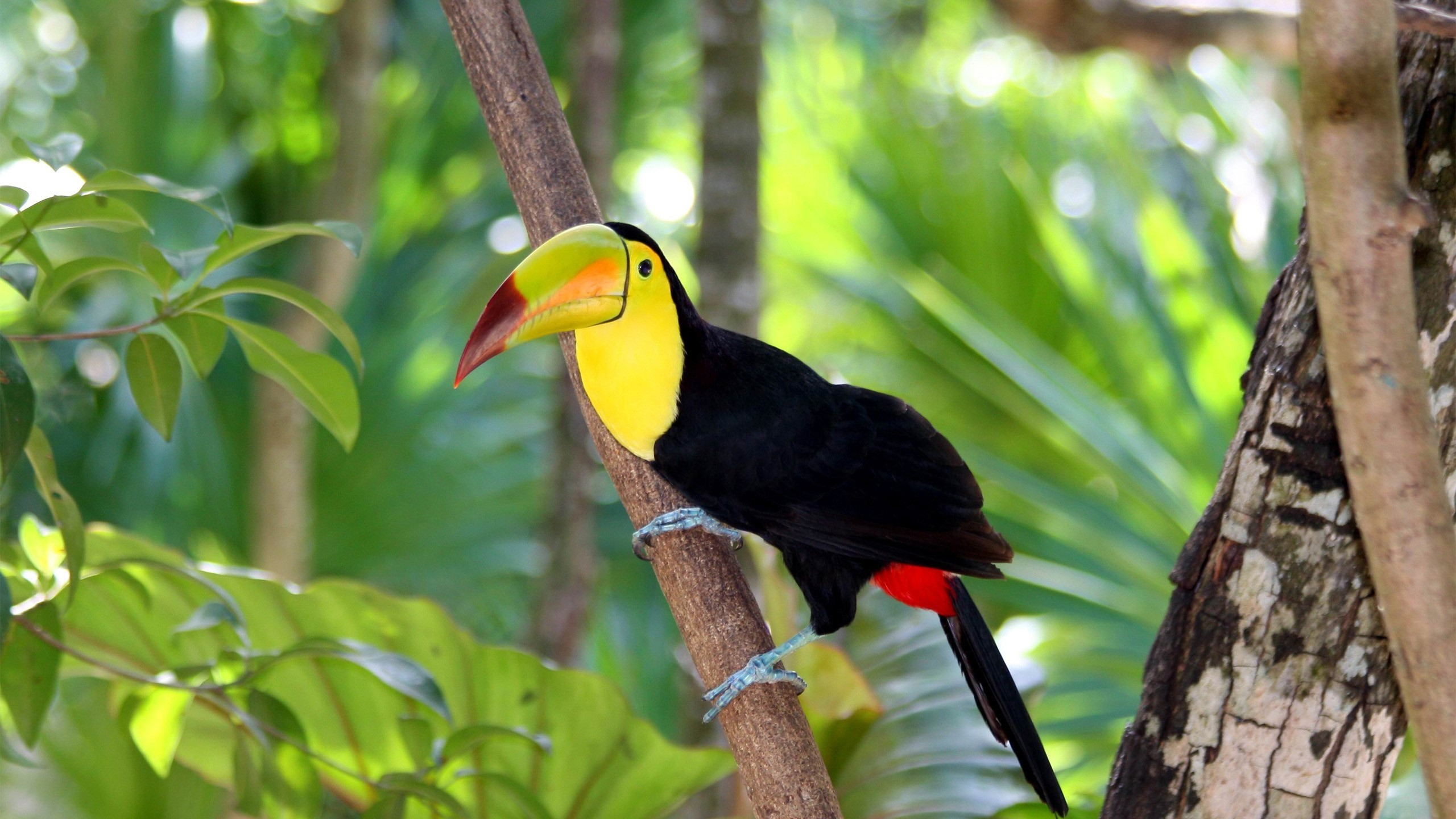 A toucan sits on a tree branch