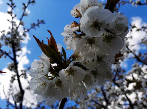 A sprig with white blossoming apricot flowers
