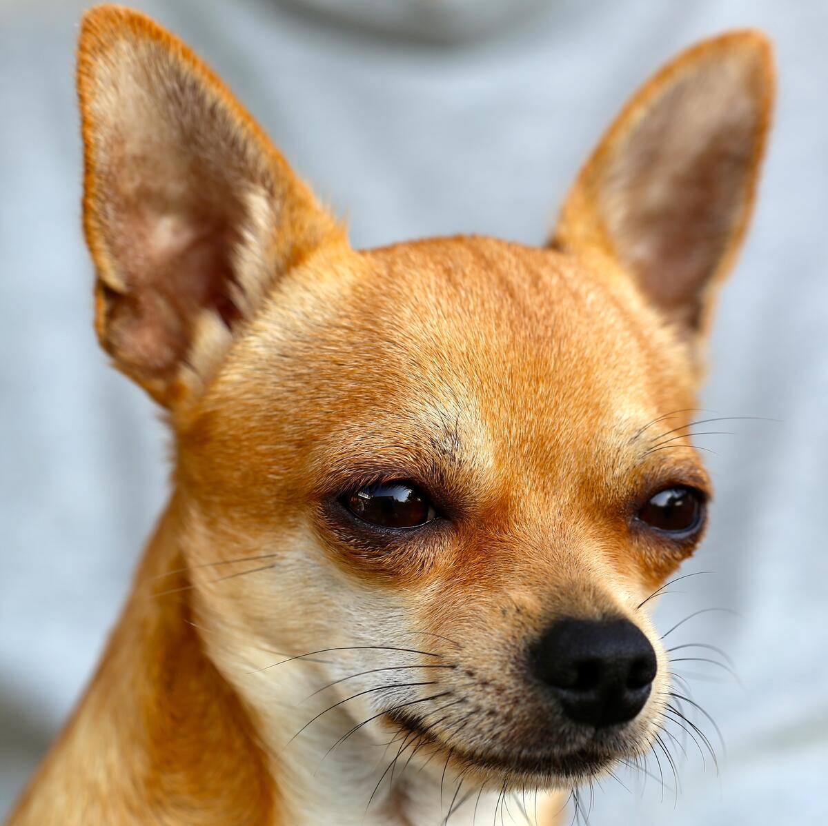 The Chihuahua looks off into the distance