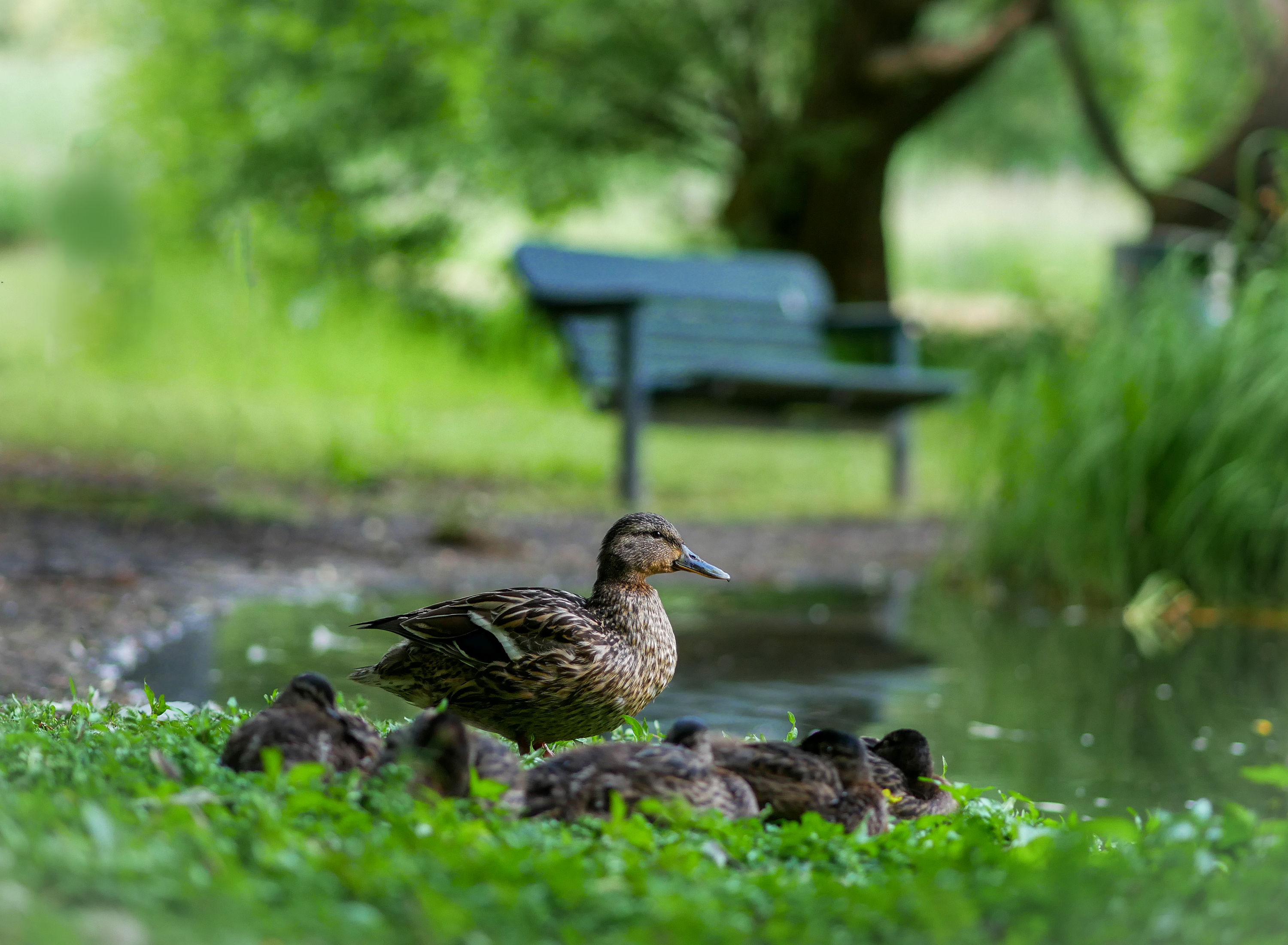 一只鸭子和小鸭子在公园的湖边休息