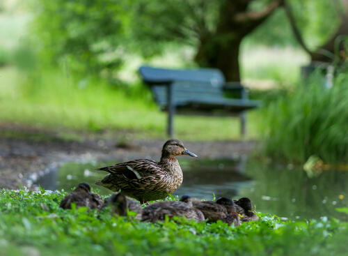 Duck and ducklings resting on the lake shore in the park