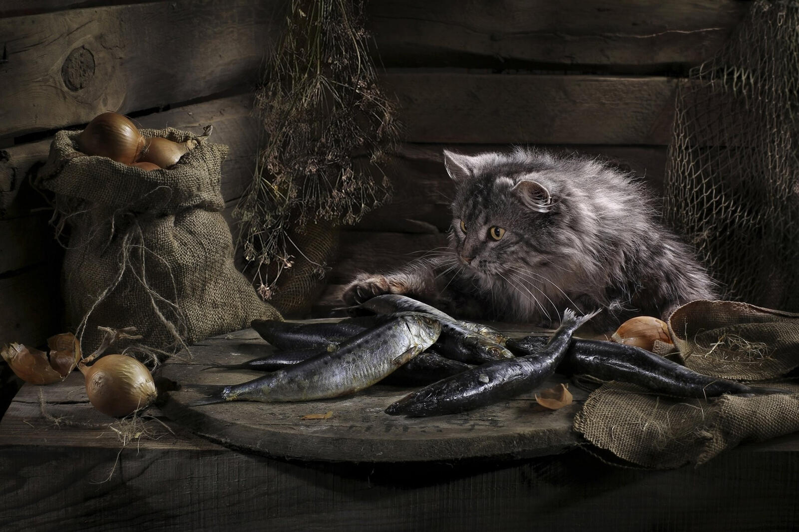 Бесплатное фото Пушистый серый кот с сырой рыбой
