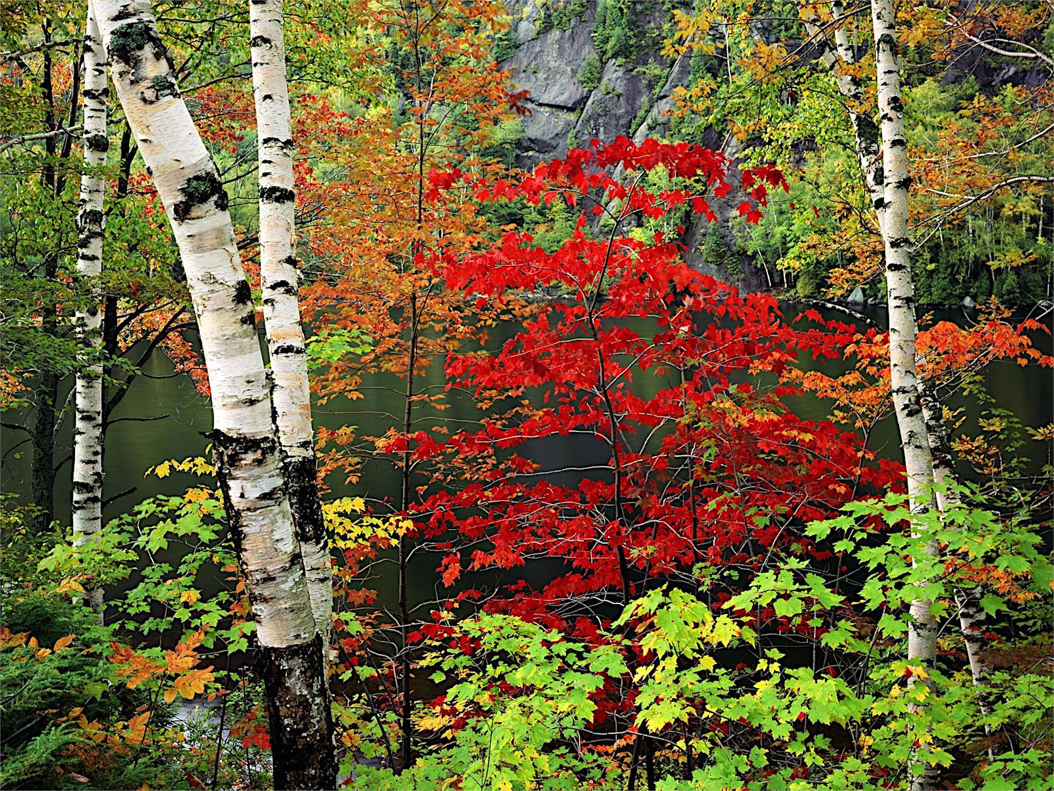 A tree with red leaves in an autumn forest