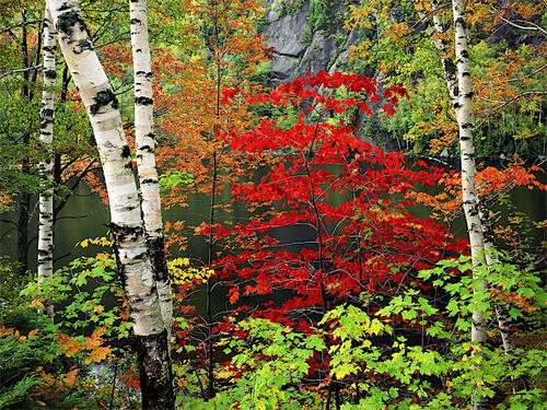 Дерево с красными листьями в осеннем лесу