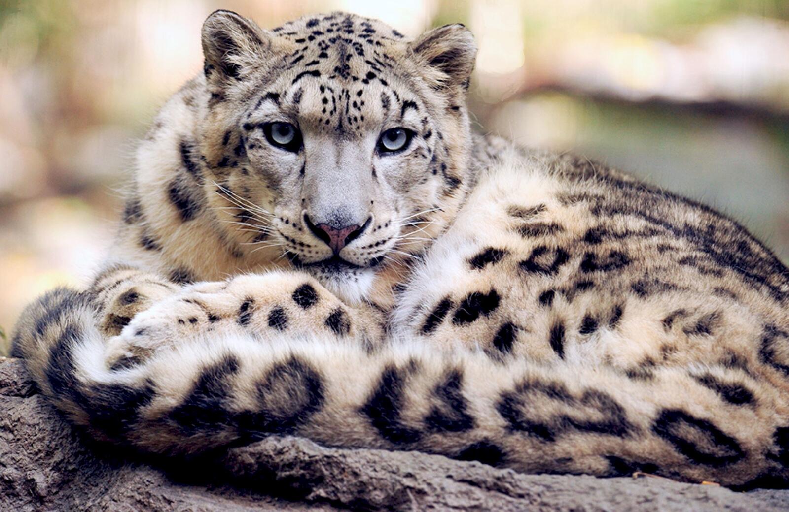Free photo Snow leopards resting at the zoo.