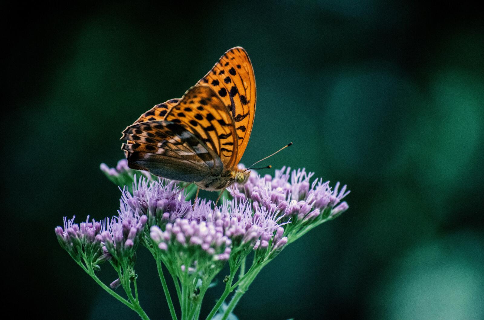 Бесплатное фото Оранжевая бабочка