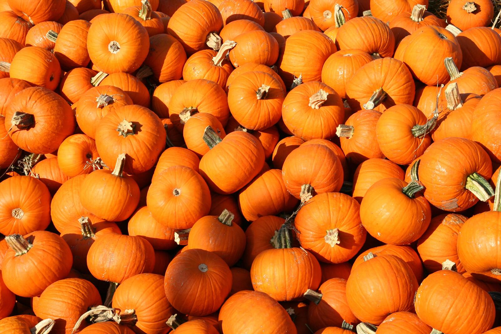 Free photo A big pile of pumpkins