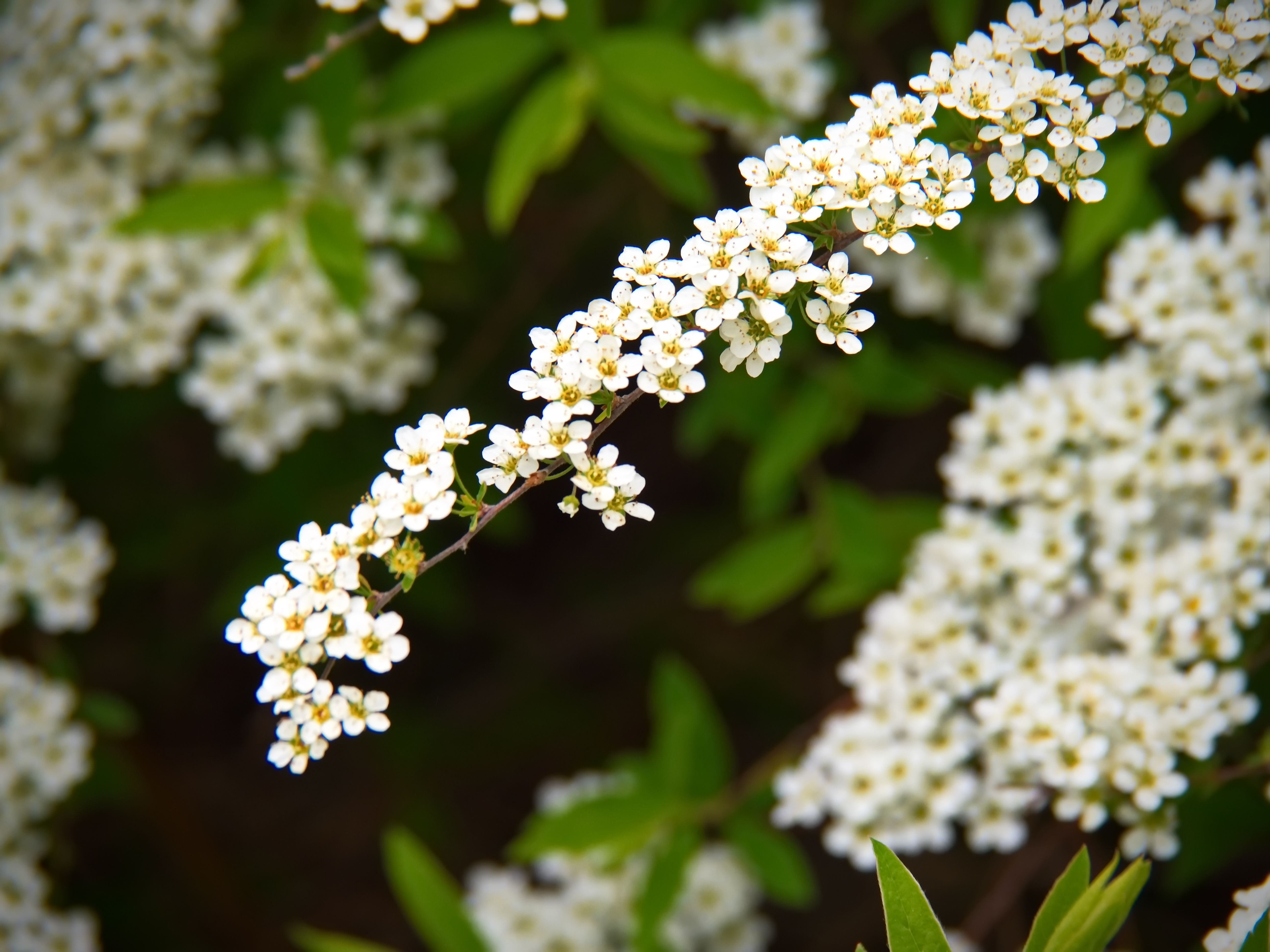 Бесплатное фото Ветви с маленькими белыми цветами
