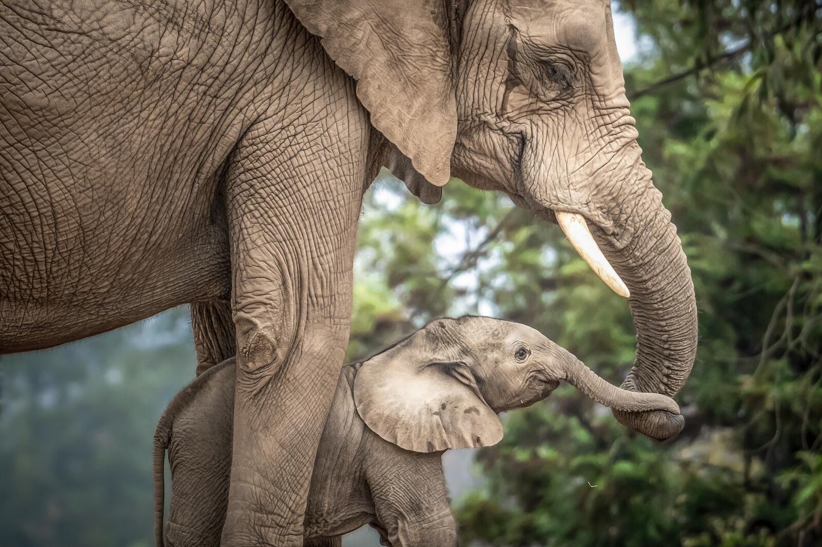 桌面上的壁纸野生动物 大象家族墙纸 婴儿和妈妈