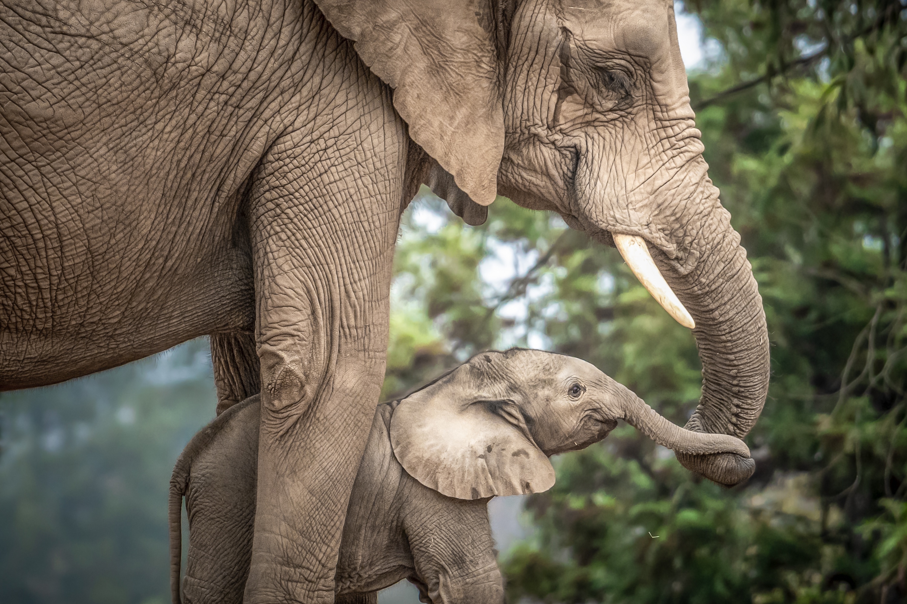 Фото дикая природа, обои семья слонов, малыш и мама, животные - бесплатные картинки на Fonwall