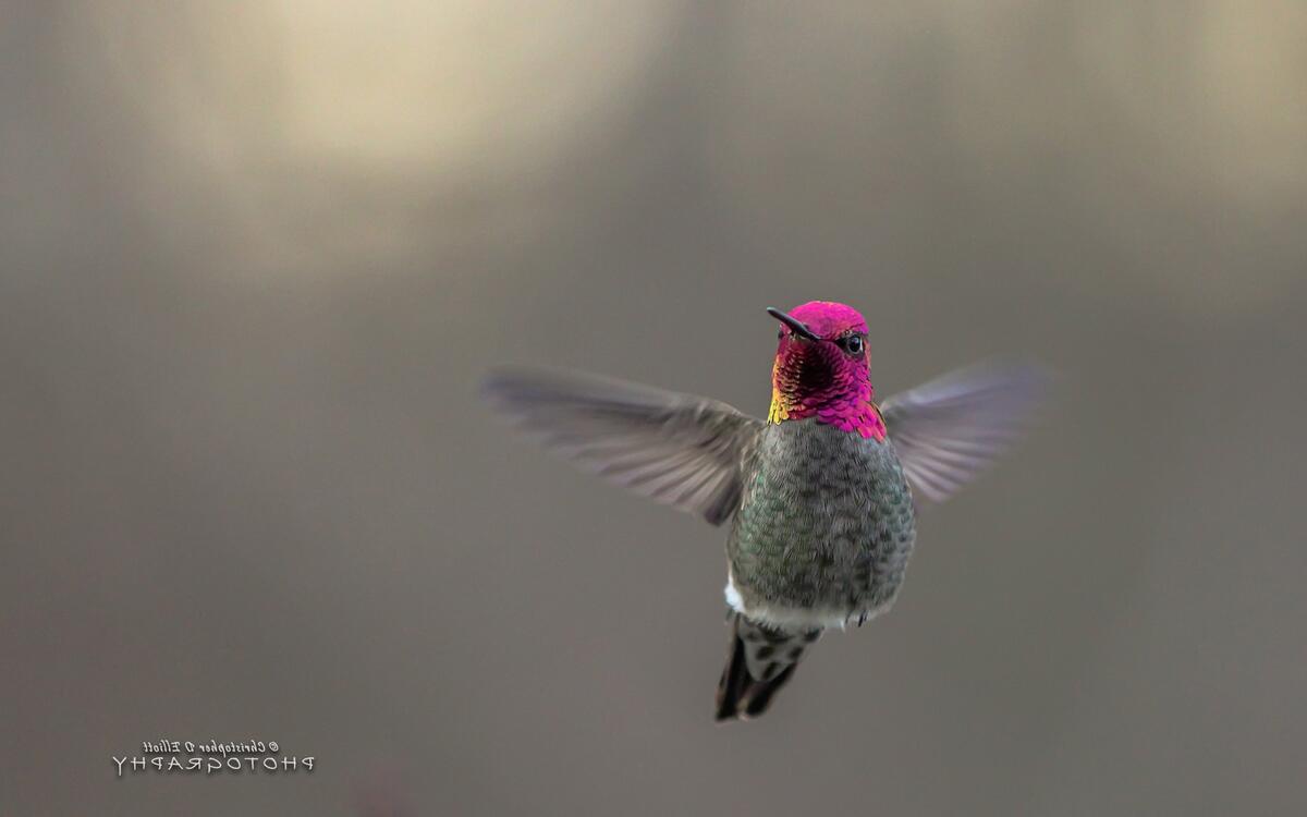 Полет маленькой птички колибри