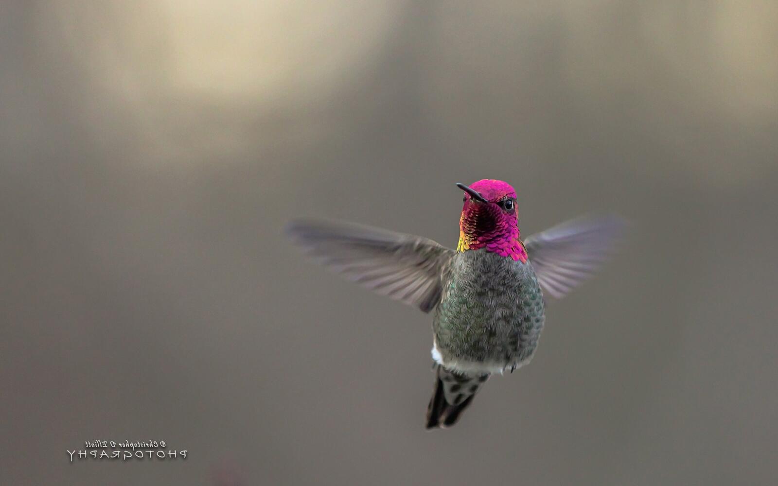 Free photo The flight of a little hummingbird