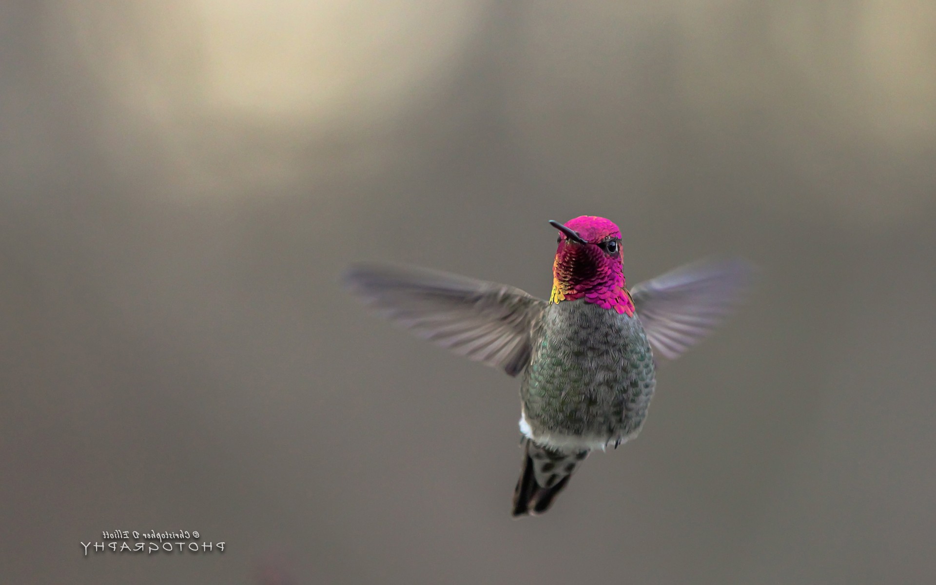 Полет маленькой птички колибри