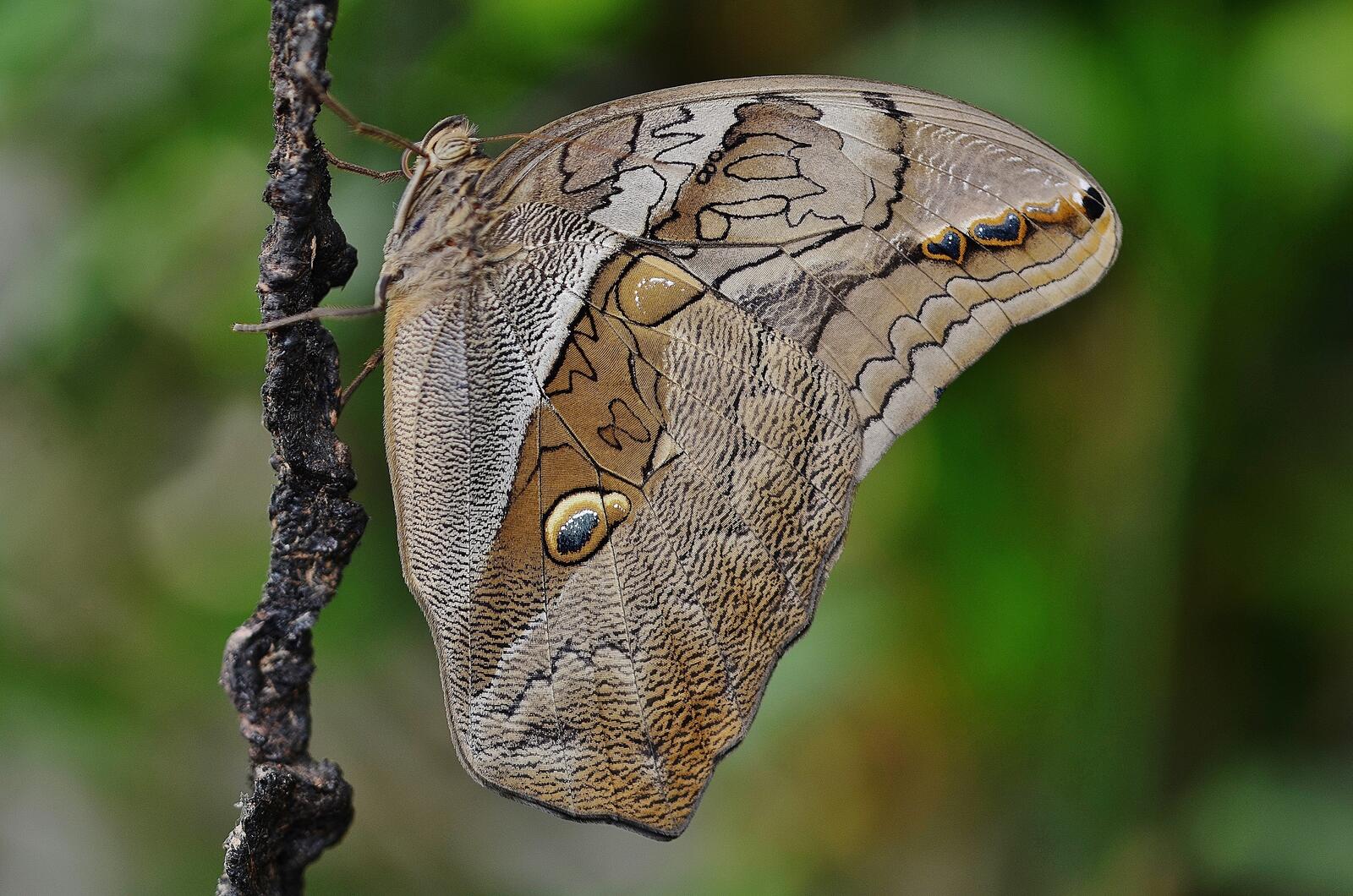 Бесплатное фото Темная бабочка с необычным рисунком