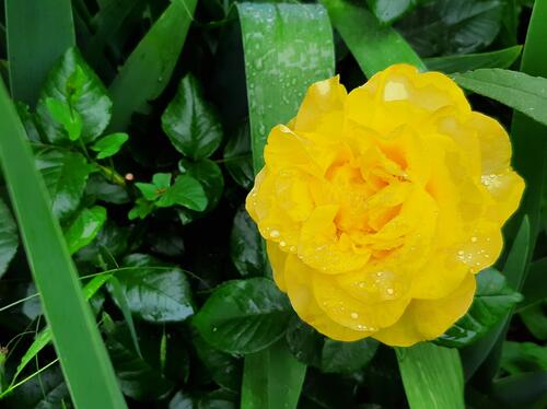 Жёлтая роза с каплями воды