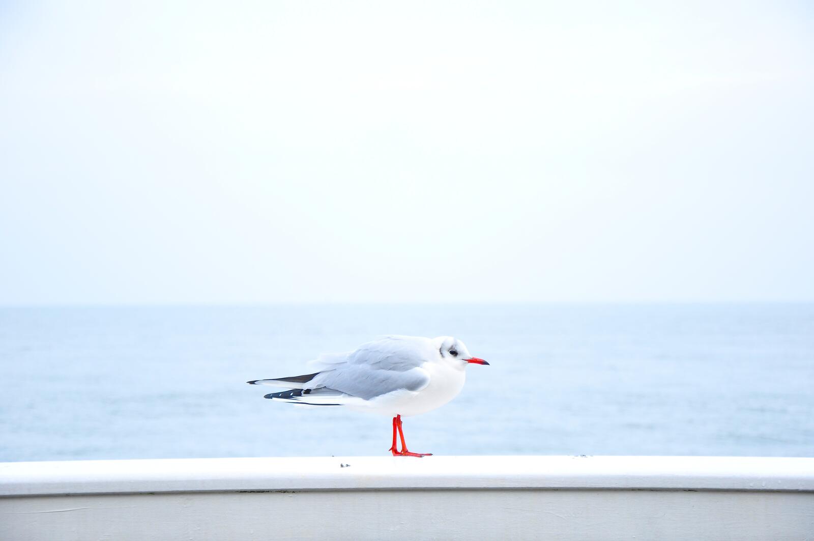 Free photo A sea gull against the sea