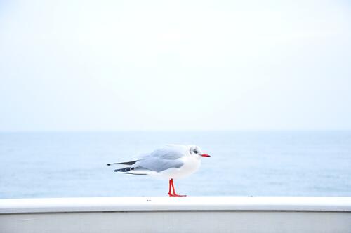 Морская чайка на фоне моря