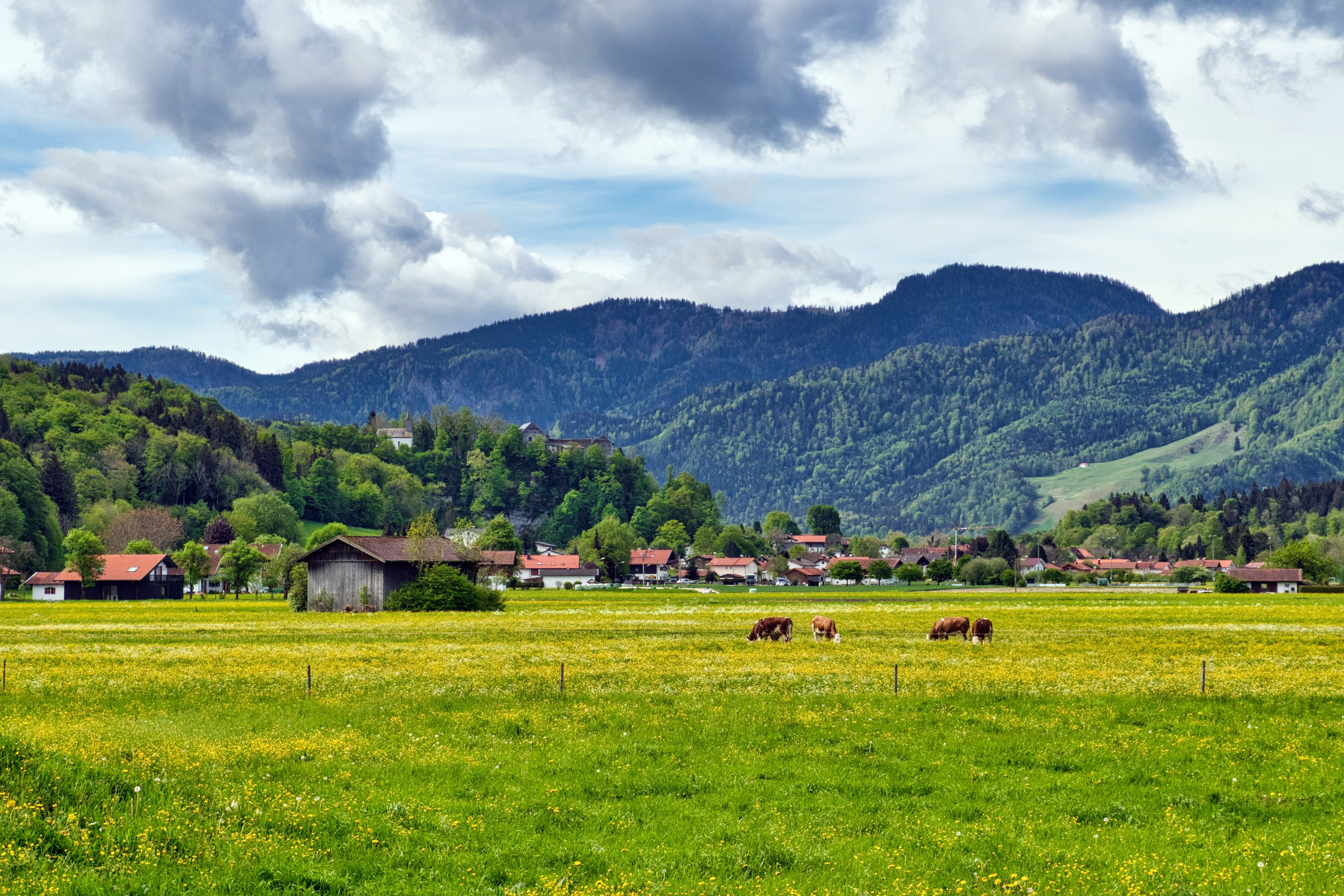 A field with cows in Bavaria among mountains and small houses