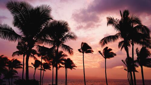 Силуэт пальмовых деревьев на закате
