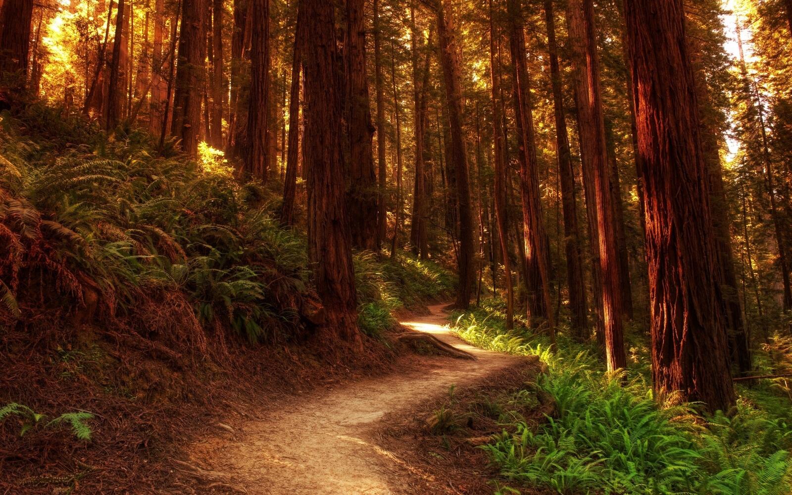 Бесплатное фото Тропа в старинном лесу