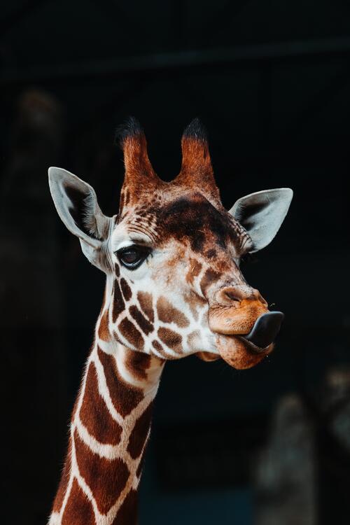 Смешной жираф показывает язык