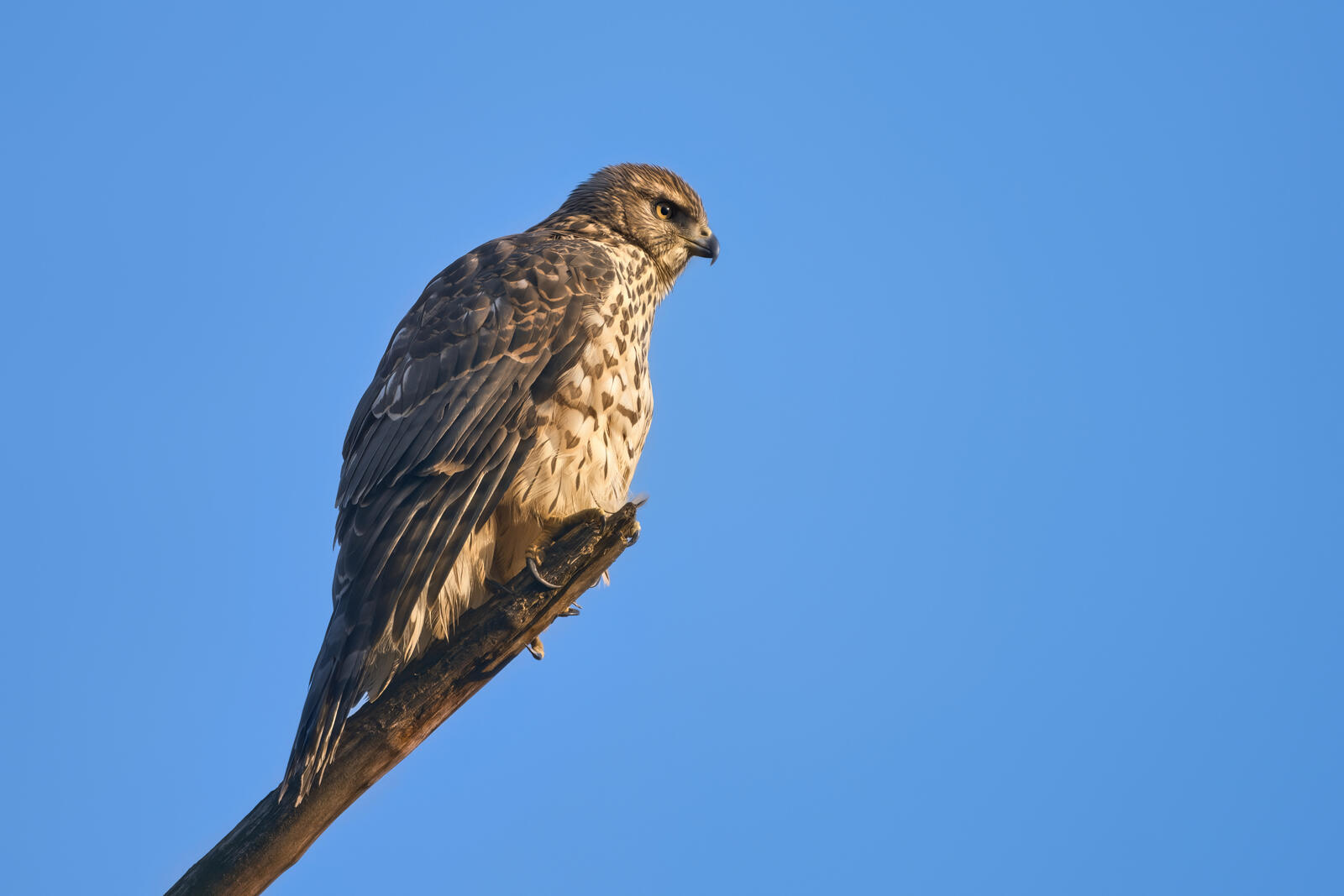 Free photo A hawk sits on a branch against a blue sky