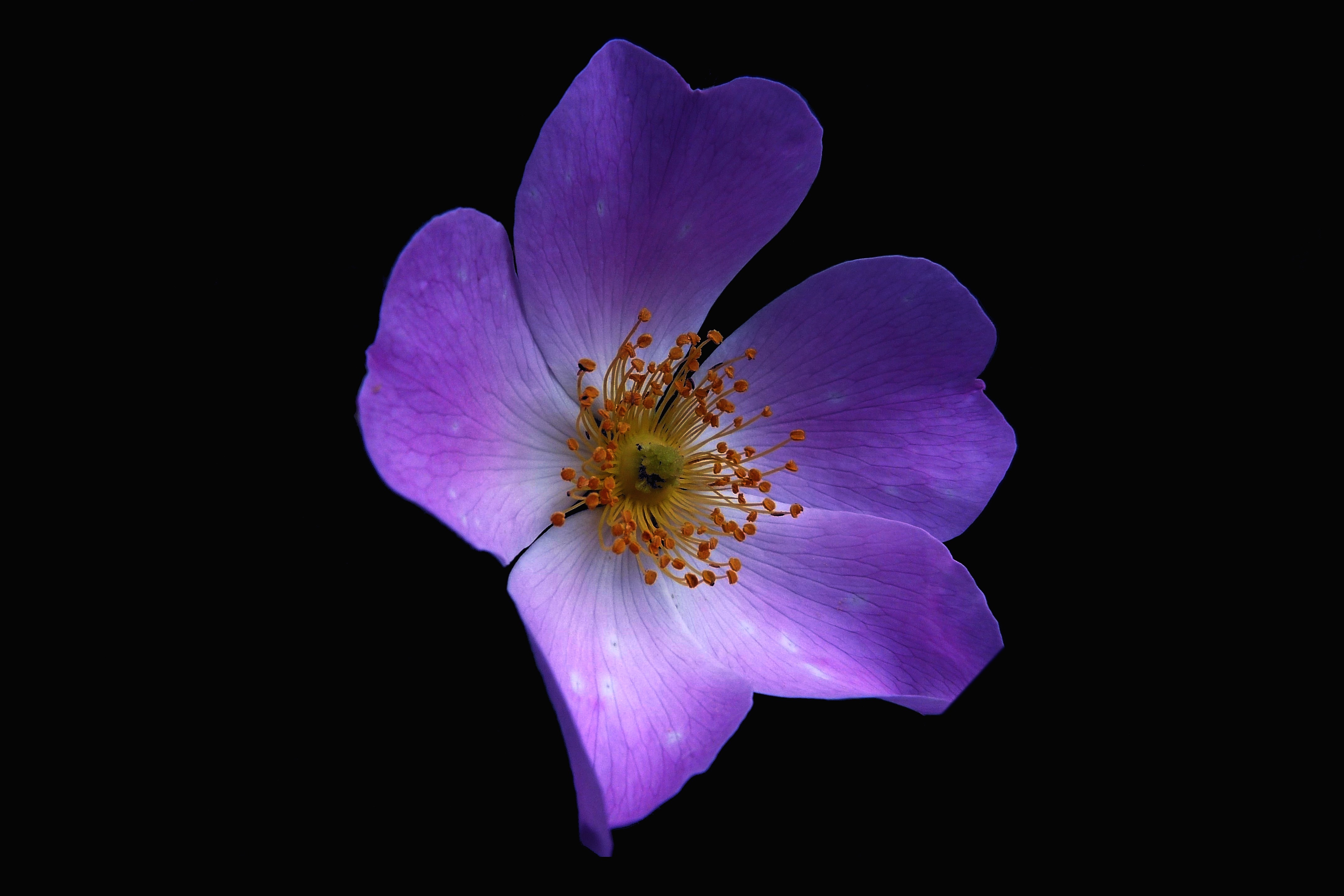 A little flower with purple petals