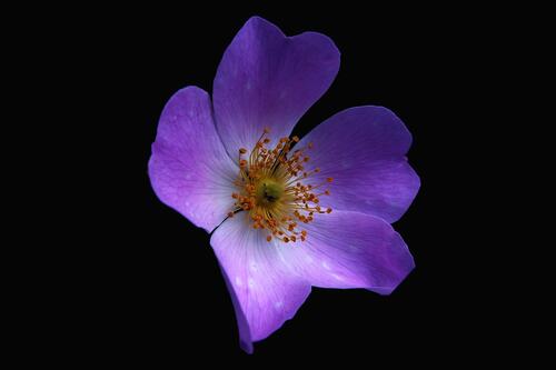 Маленький цветочек с фиолетовыми лепестками