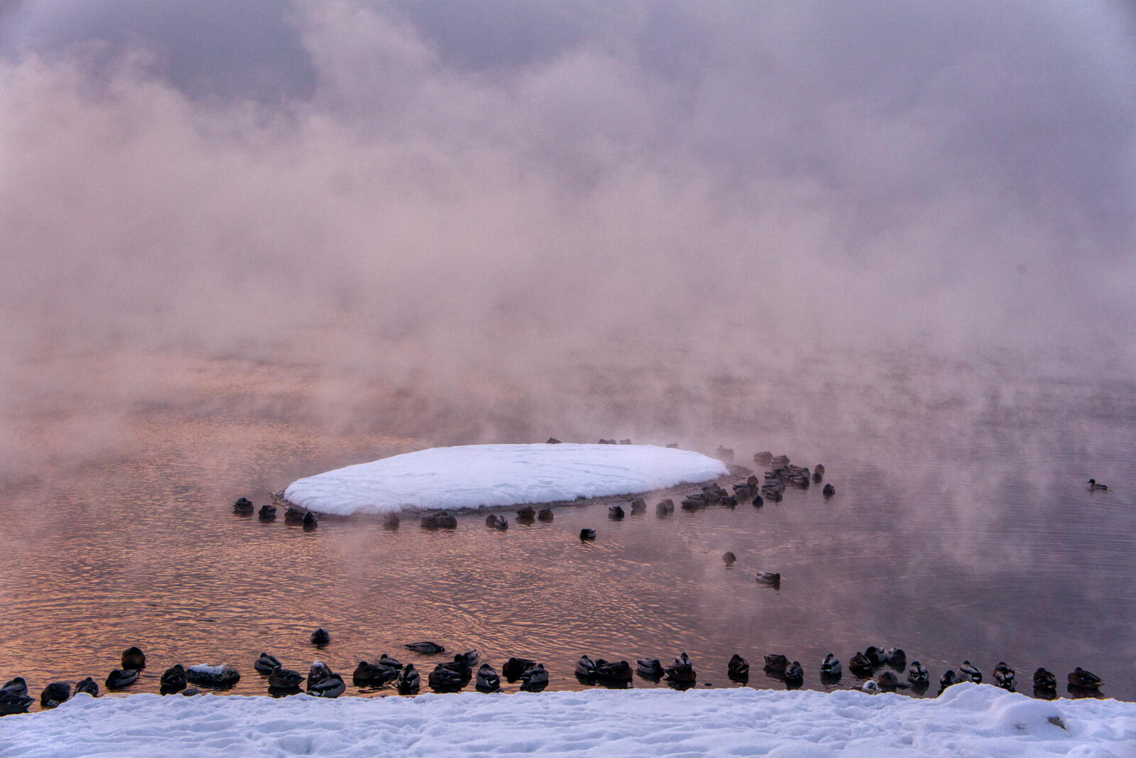 Бесплатное фото Морозное туманное утро с утками