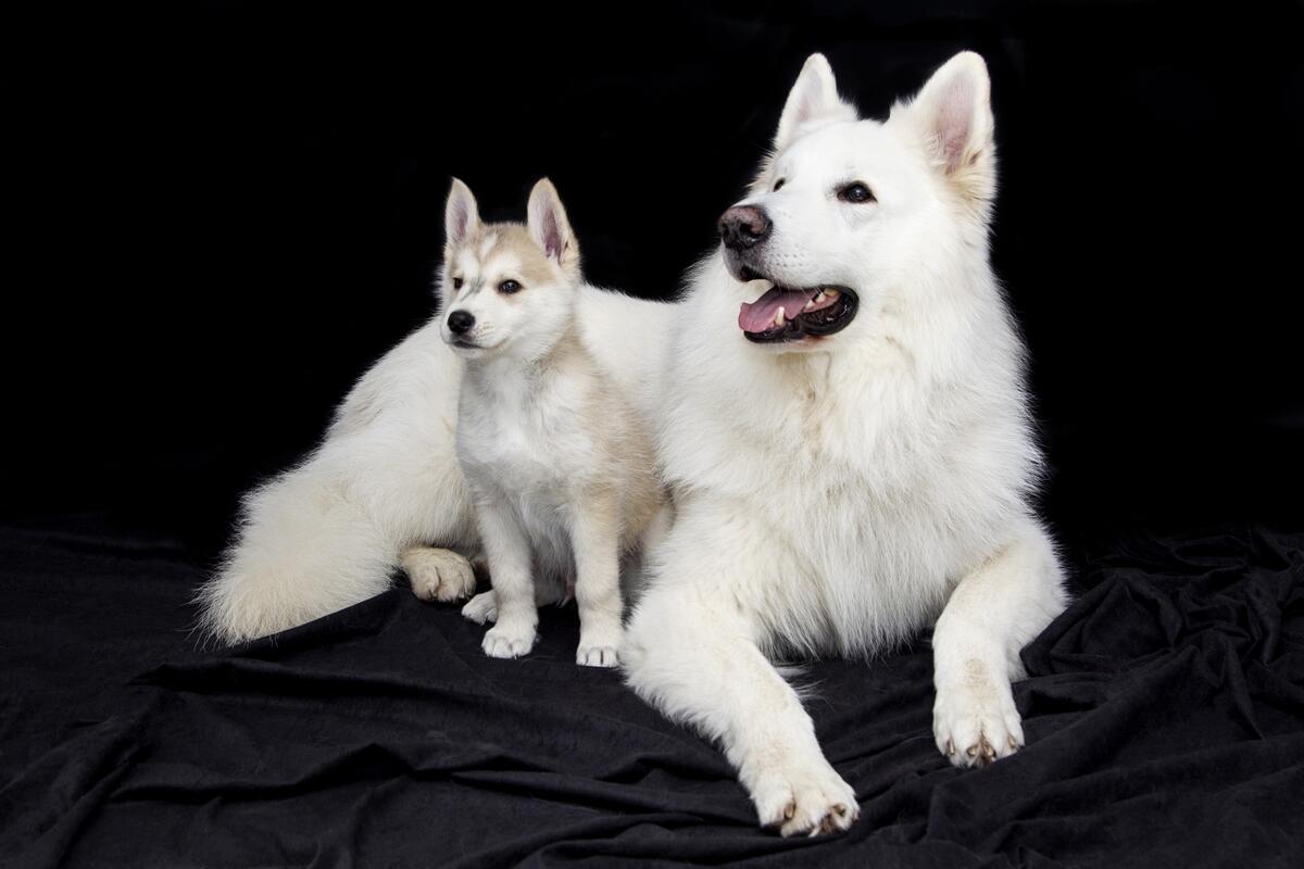 Two white puppies on a black background