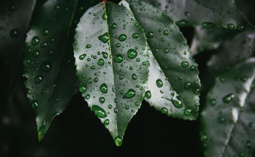 Капельки дождя на зеленых листочках