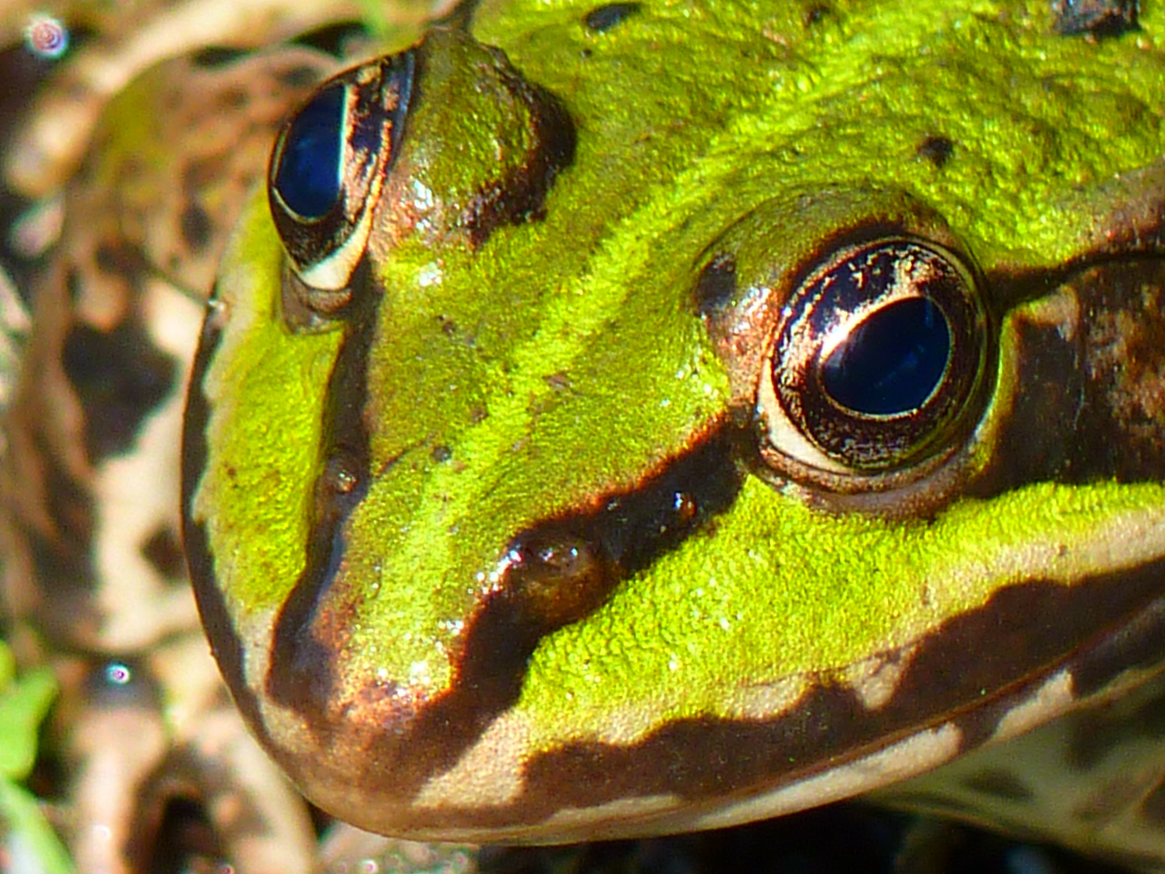 Free photo Close-up of a green frog`s eyes.