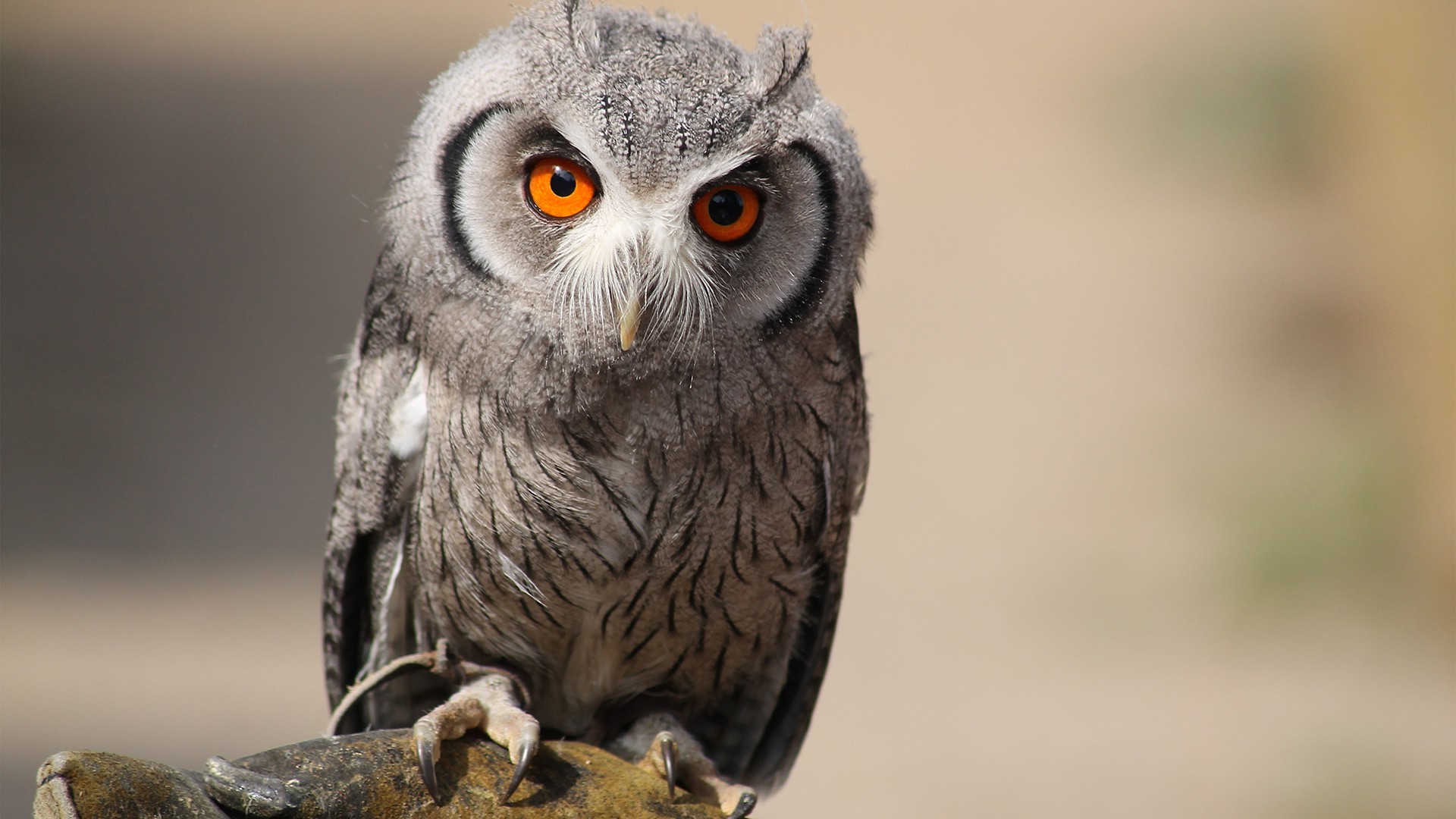 Free photo Cute owl