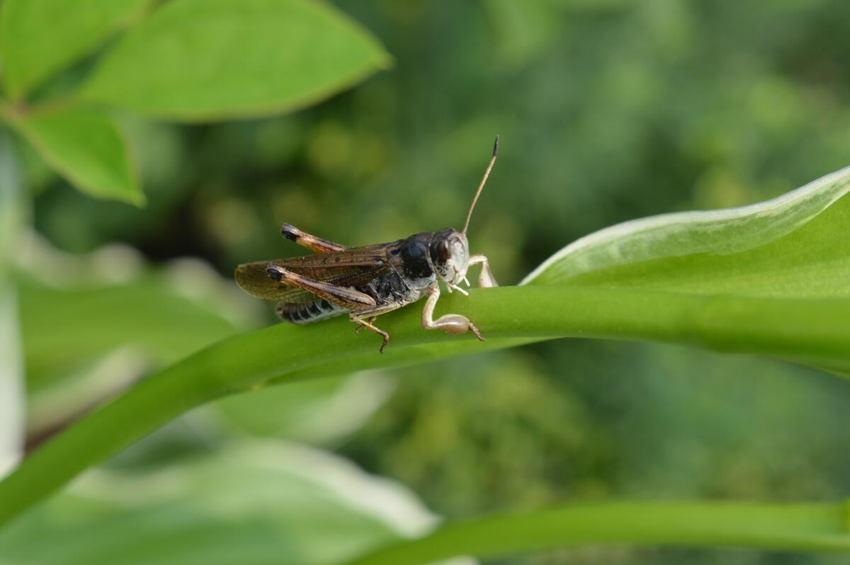 Grasshopper on the grass