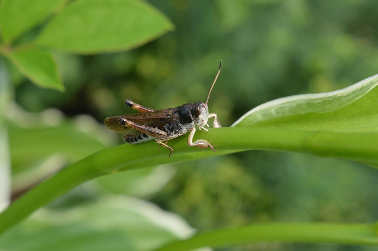 Free photo Grasshopper on the grass