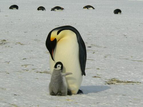 A mama penguin with her cub