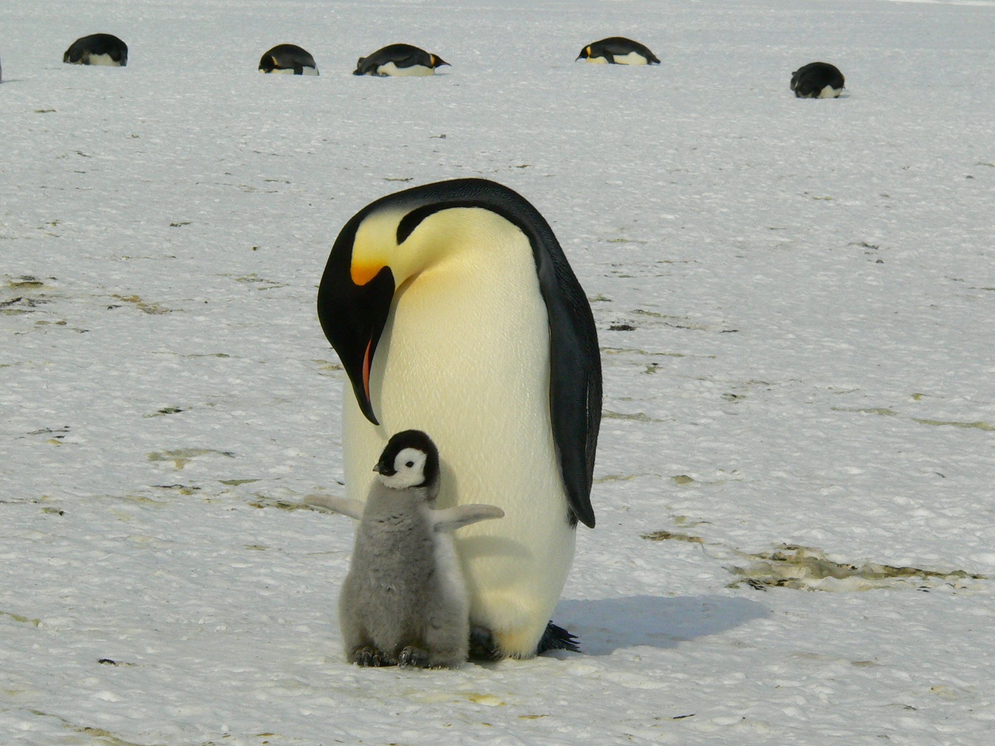 Free photo A mama penguin with her cub