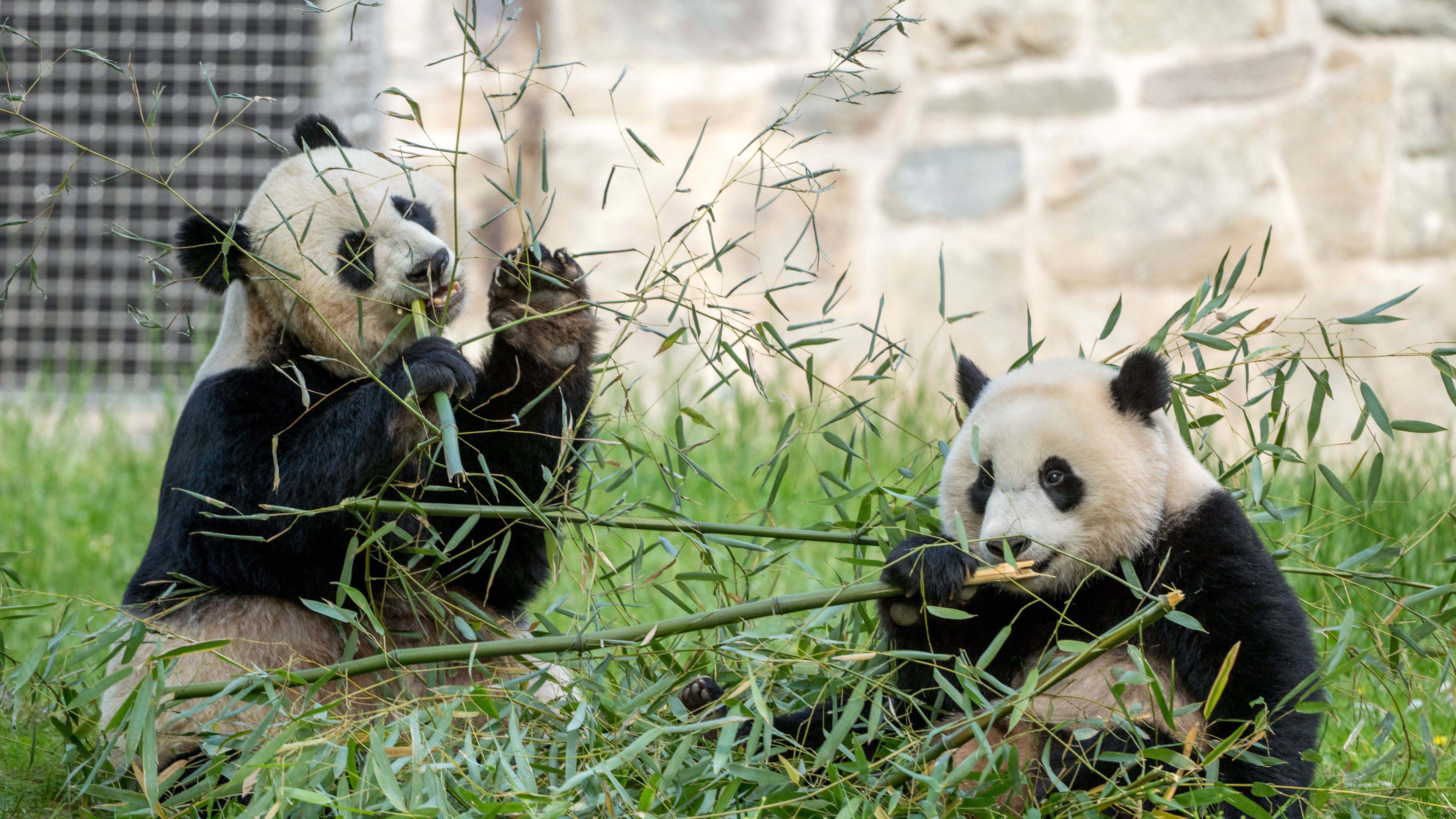 Two pandas eating leaves off a branch