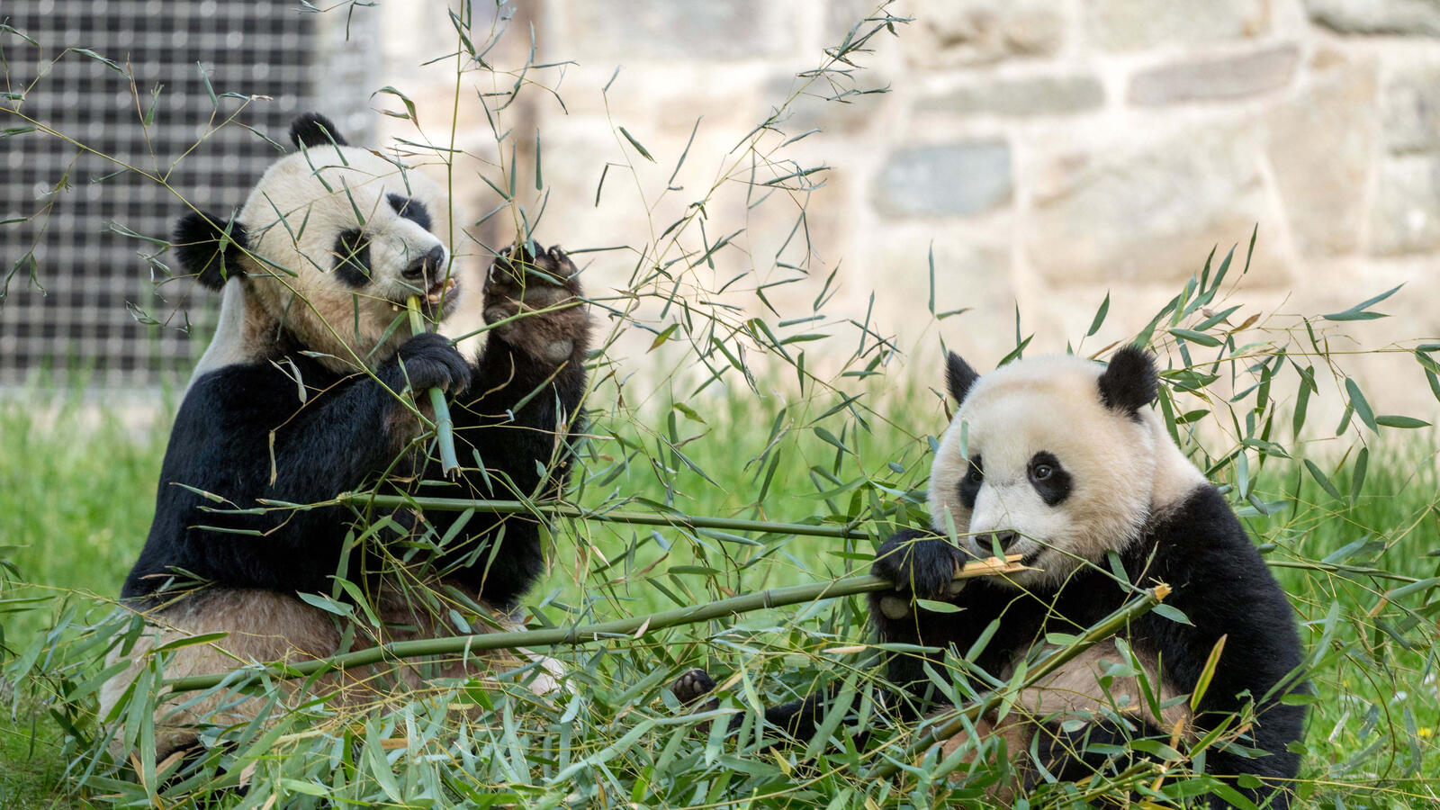 Бесплатное фото Две панды кушают листья с ветки